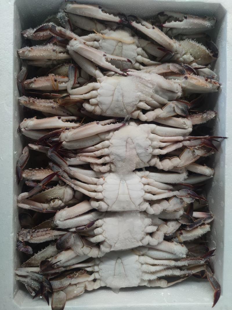精品梭子蟹远海梭子蟹（6斤）净重一箱