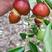 葫芦枣树苗嫁接苗包成活包结果支持技术指导可签合同