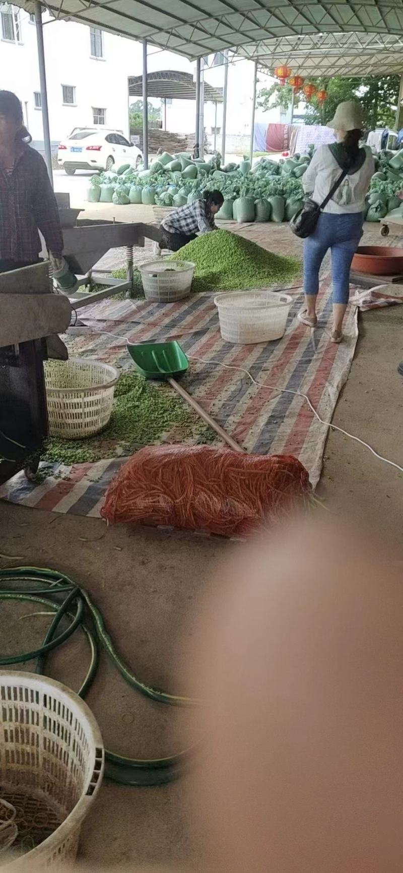 大量新鲜酸豆角