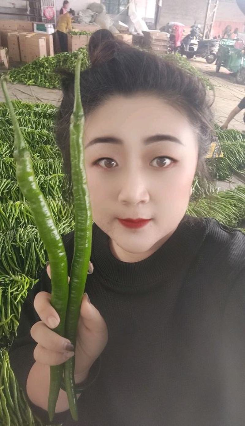 精品线椒二荆条鲜辣椒基地直供价格便宜全国代发
