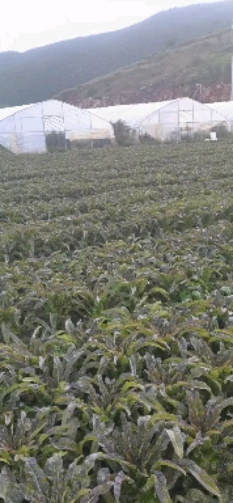 莴笋已上市有需要的老板联系。