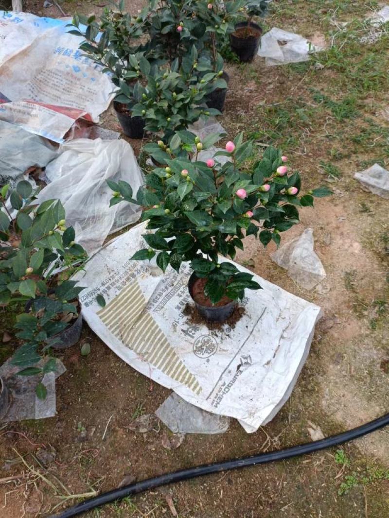 香妃，烈香，基地直发，绿化，庭院，客厅都可以放