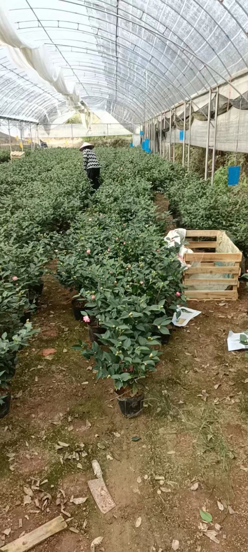 香妃，烈香，基地直发，绿化，庭院，客厅都可以放