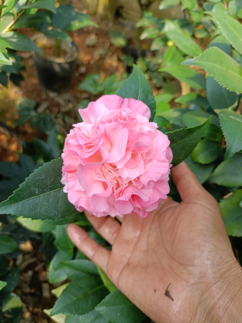 香妃，烈香，基地直发，绿化，庭院，客厅都可以放