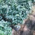 香妃，烈香，基地直发，绿化，庭院，客厅都可以放