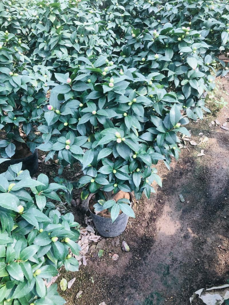 香妃，烈香，基地直发，绿化，庭院，客厅都可以放