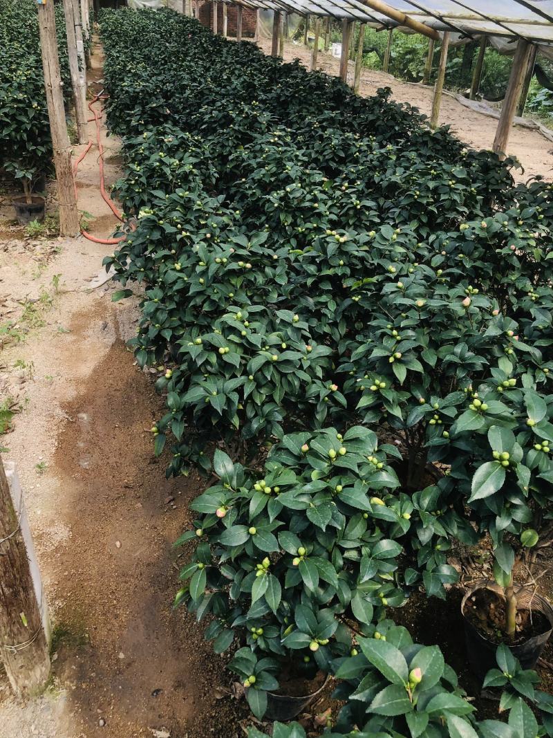 香妃，烈香，基地直发，绿化，庭院，客厅都可以放