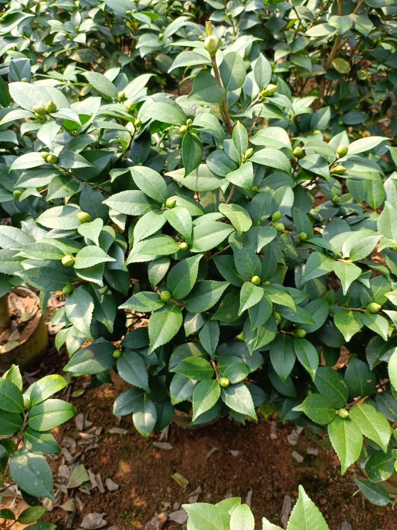 香妃，烈香，基地直发，绿化，庭院，客厅都可以放