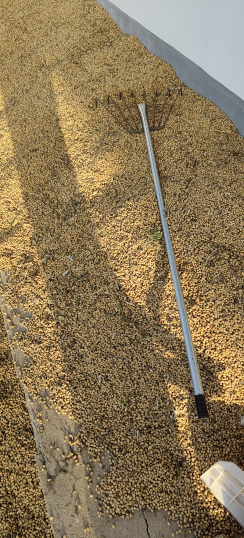 优质黄黄豆腐豆出浆高自营农场种植价格可谈