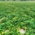 榆阳区红薯