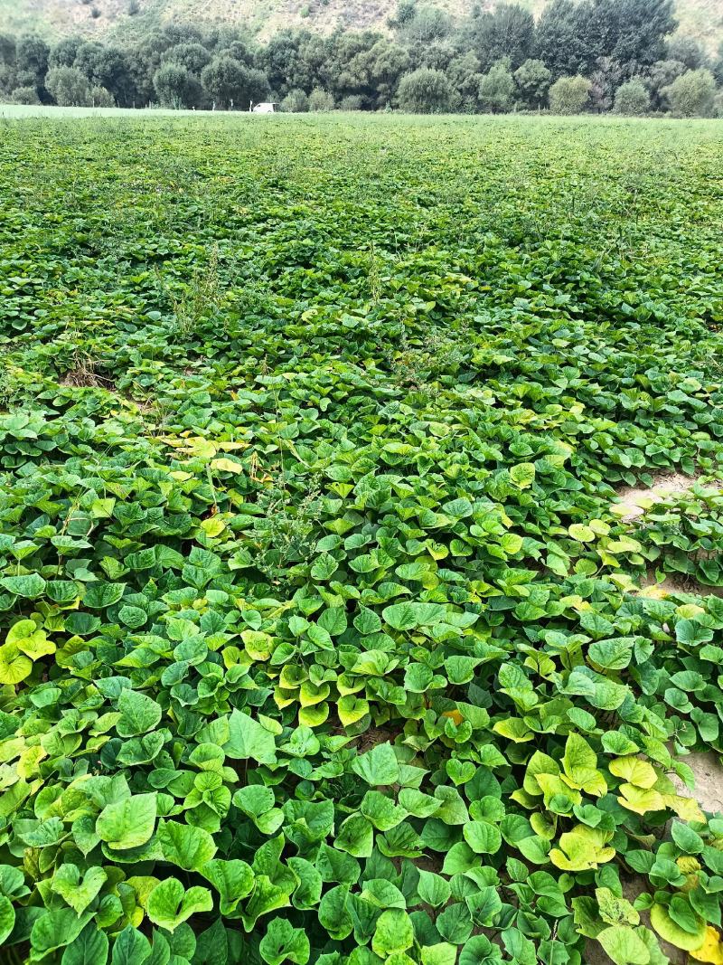 榆阳区红薯