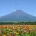 金盏菊野花组合百日草花凌草四季花开不断耐寒耐旱