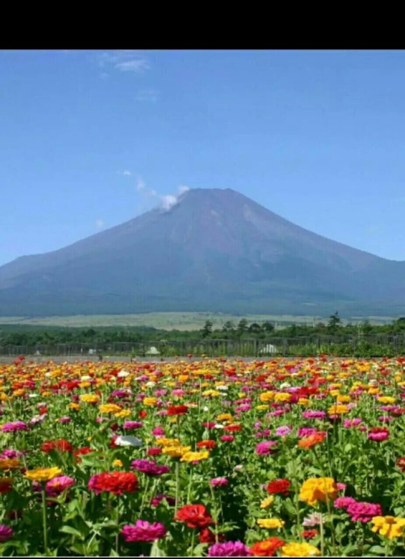 金盏菊野花组合百日草花凌草四季花开不断耐寒耐旱