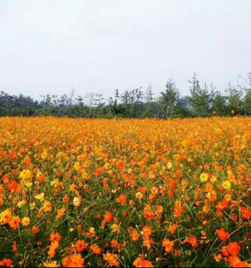 金盏菊野花组合百日草花凌草四季花开不断耐寒耐旱
