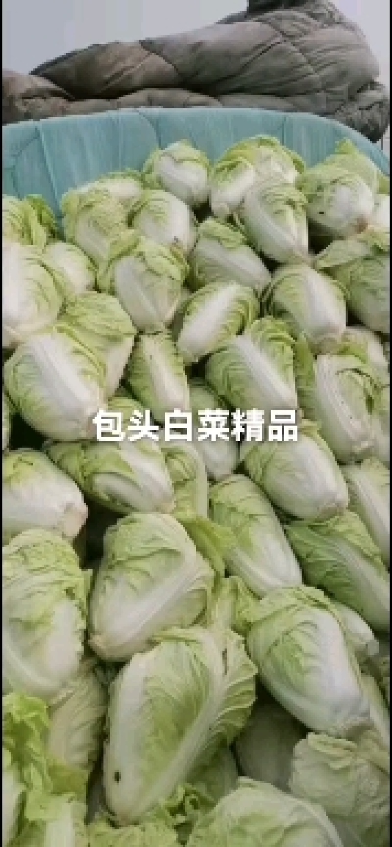 包头白菜