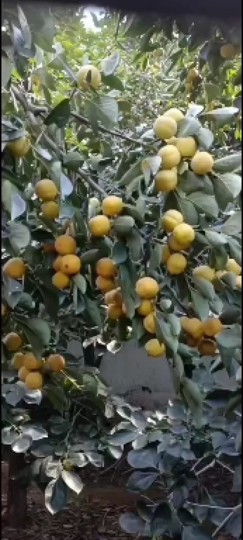 柿子大红袍大量上市中有需要联系我哦！