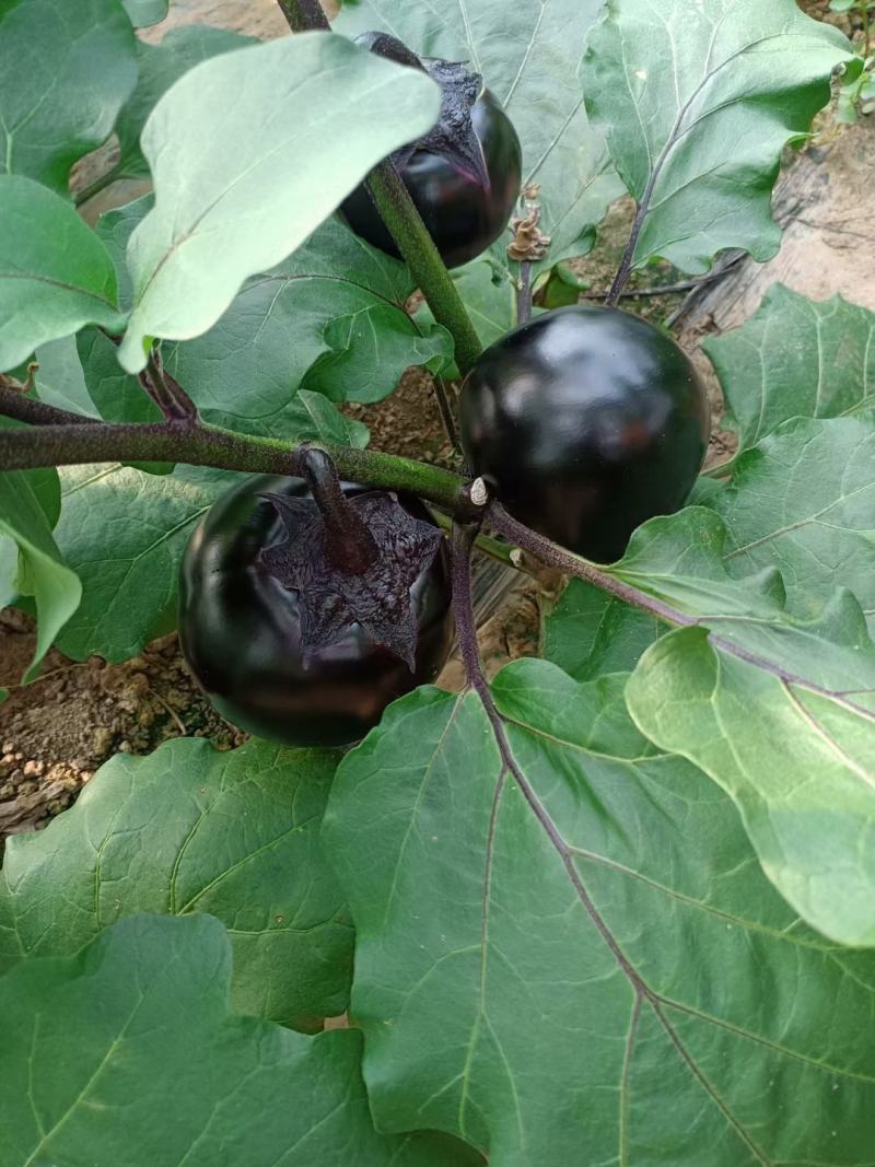 精品圆茄大量上市中，