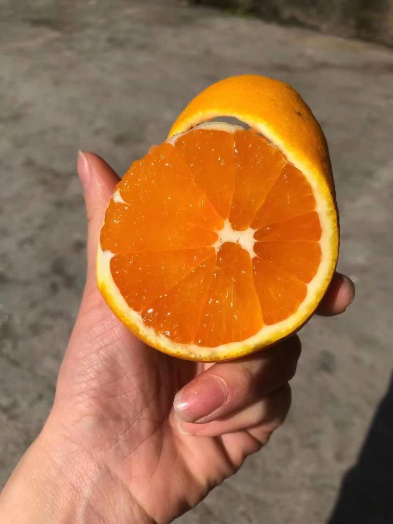 湖北秭归九月红脐橙化渣味甜九月红果冻橙果园看货现摘