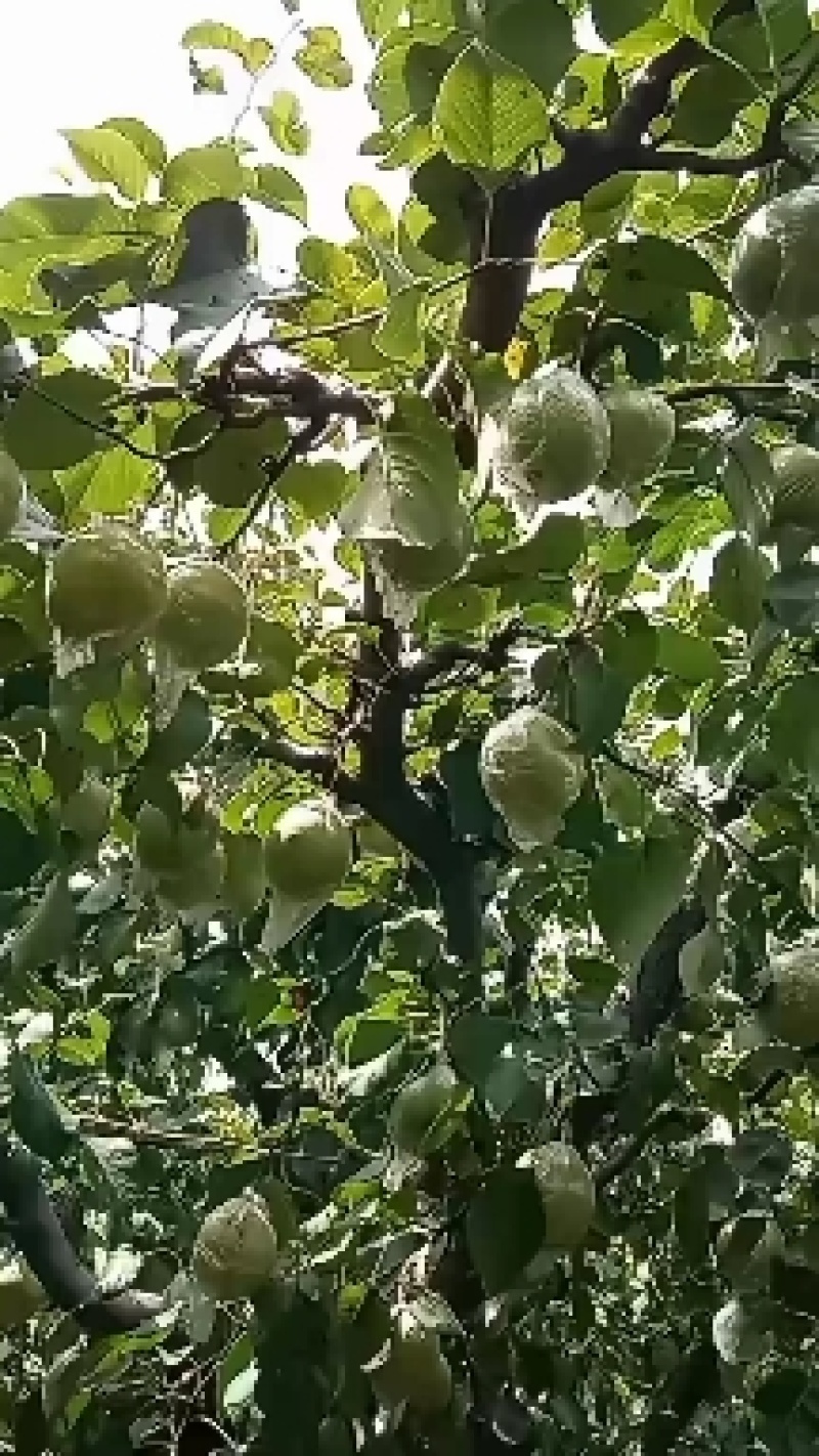 ，多种规格，量大从优，地头装车，含多种维生素。
