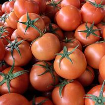 云南精品大红西红柿已经上市，货源充足，果型好，质量优等。