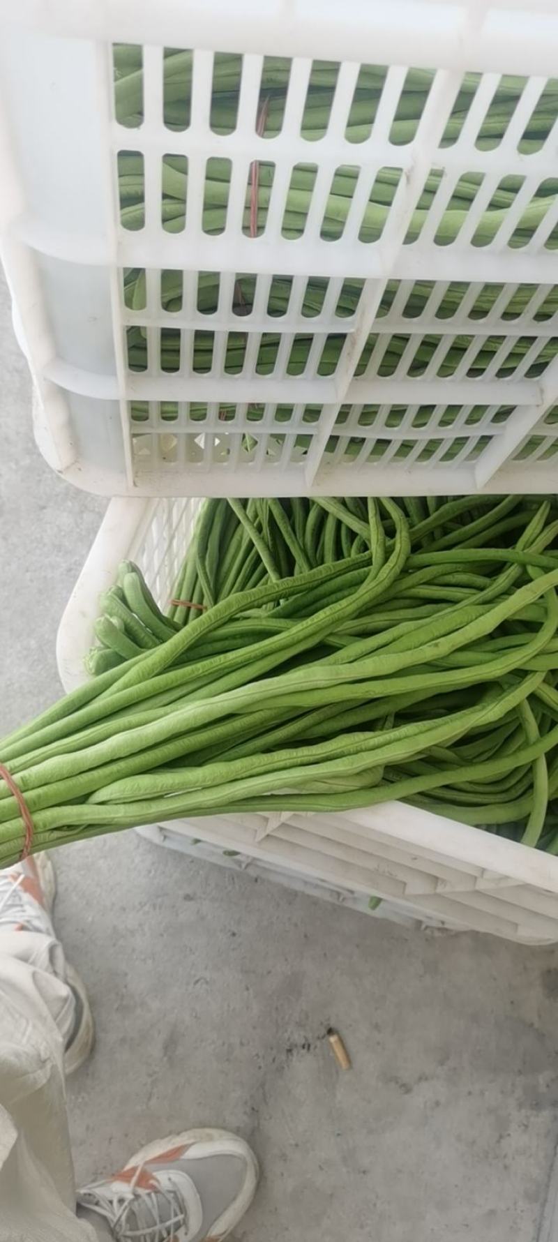 南通本地精品豇豆，线条直，品相优良，无病害，虫眼
