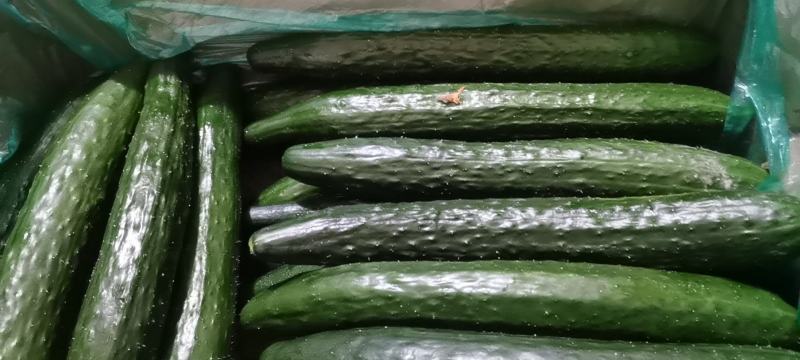 南通本地精品密刺黄瓜，条形好看绿皮绿肉，大量上市中