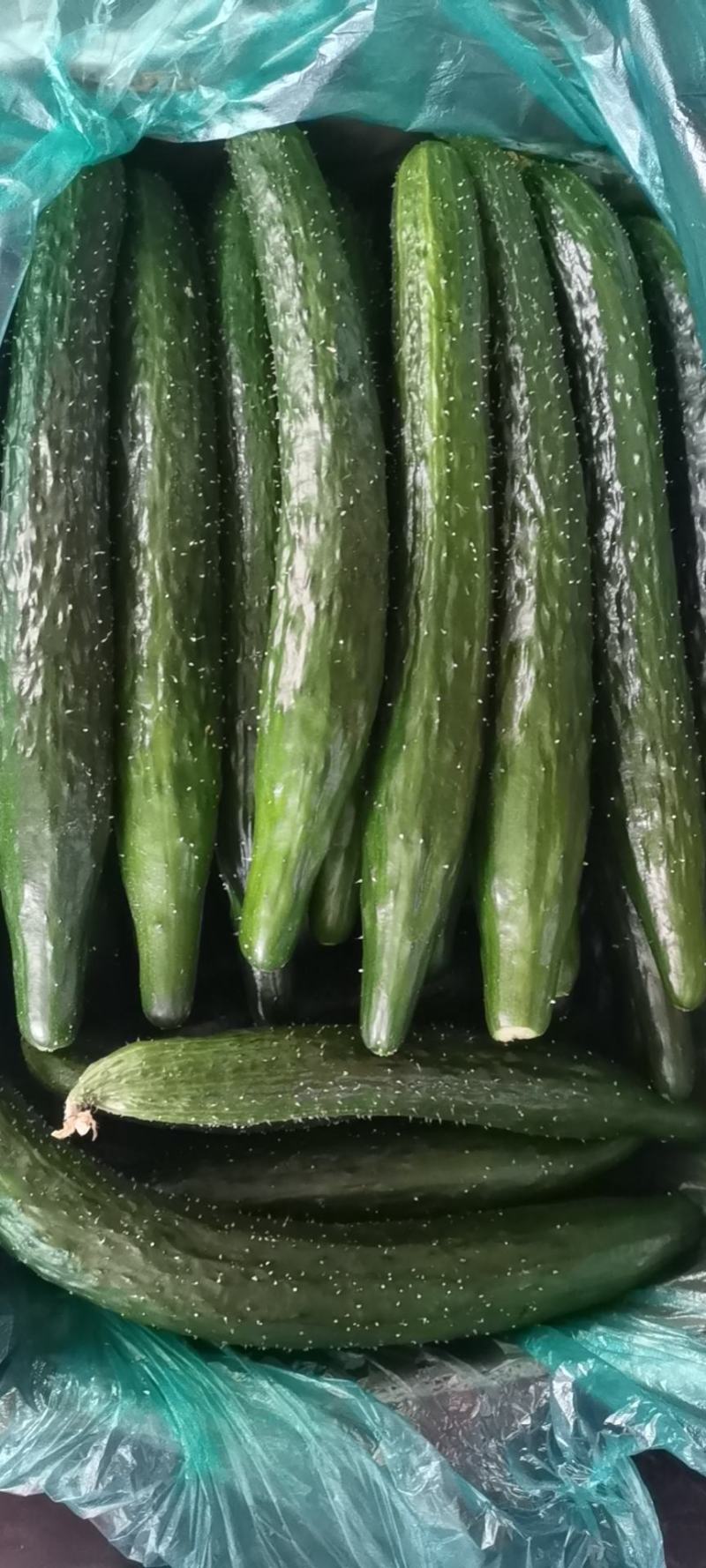 南通本地精品密刺黄瓜，条形好看绿皮绿肉，大量上市中