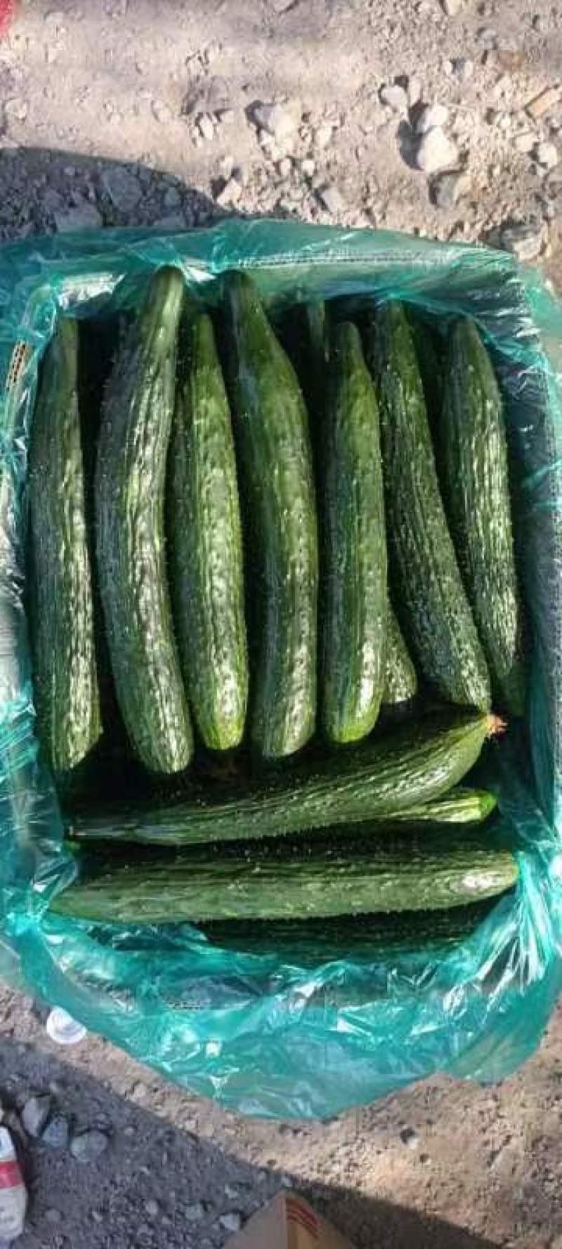 南通本地精品密刺黄瓜，条形好看绿皮绿肉，大量上市中