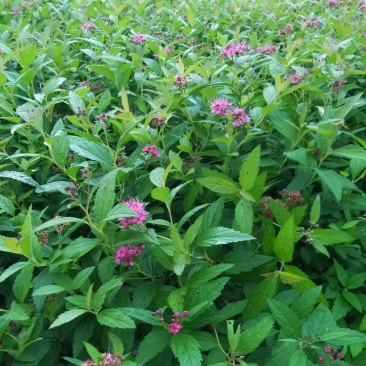 粉花绣线菊小苗日本绣线菊扦插小苗全国可发货量大优惠