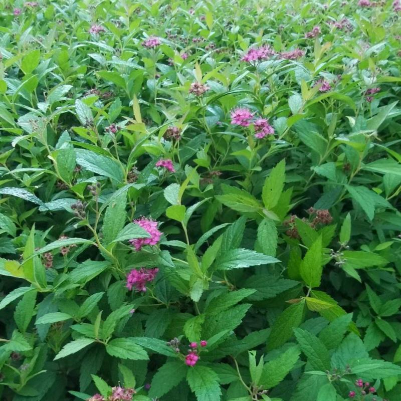 粉花绣线菊小苗日本绣线菊扦插小苗全国可发货量大优惠