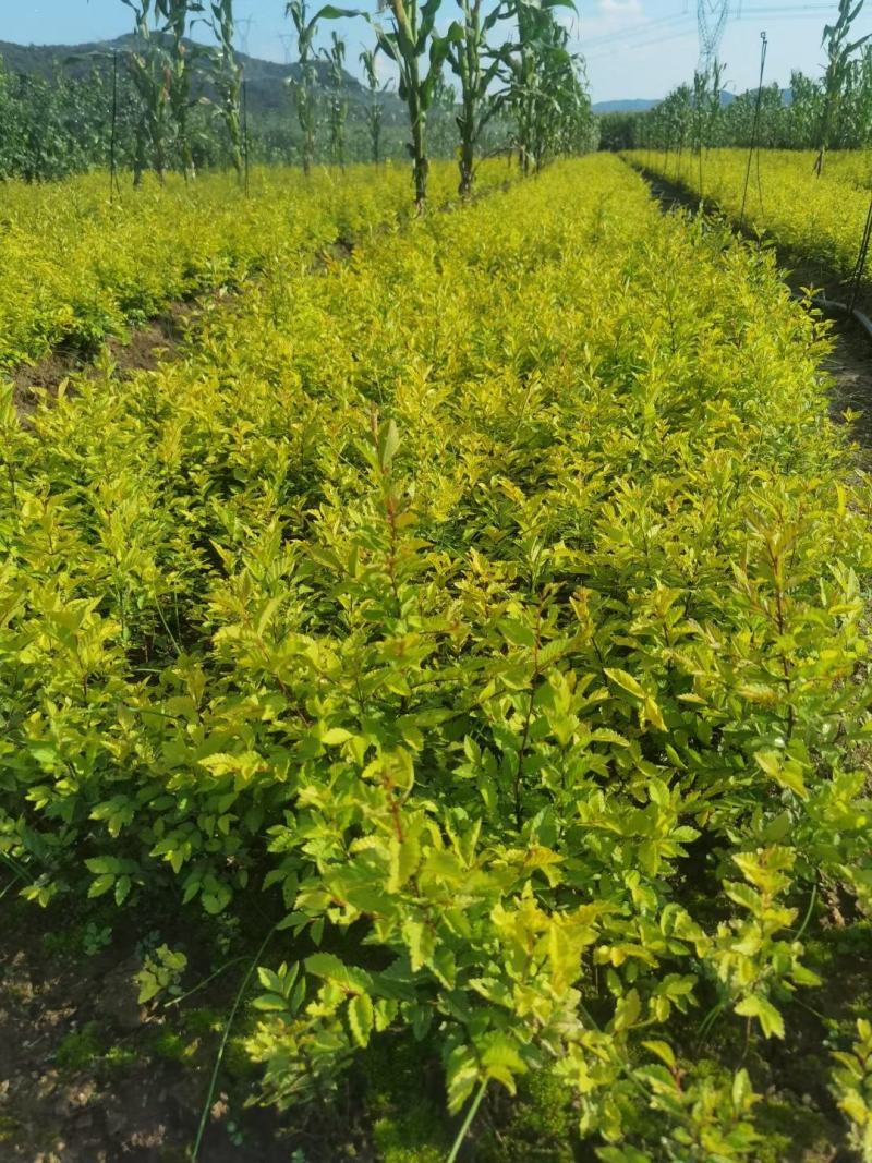粉花绣线菊小苗日本绣线菊扦插小苗全国可发货量大优惠