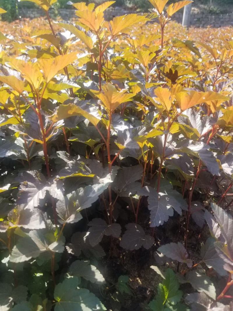 粉花绣线菊小苗日本绣线菊扦插小苗全国可发货量大优惠