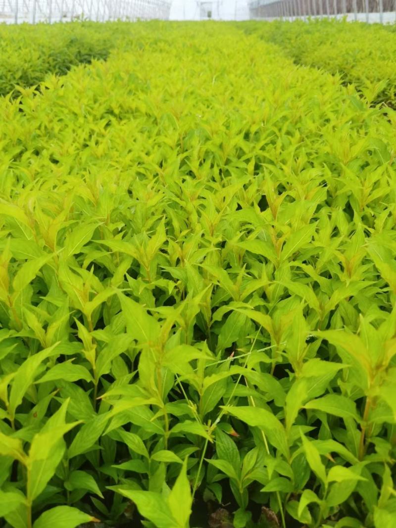 粉花绣线菊小苗日本绣线菊扦插小苗全国可发货量大优惠