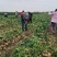 【湖北】精品凉薯白地瓜现挖现发日供5万斤起全国代发