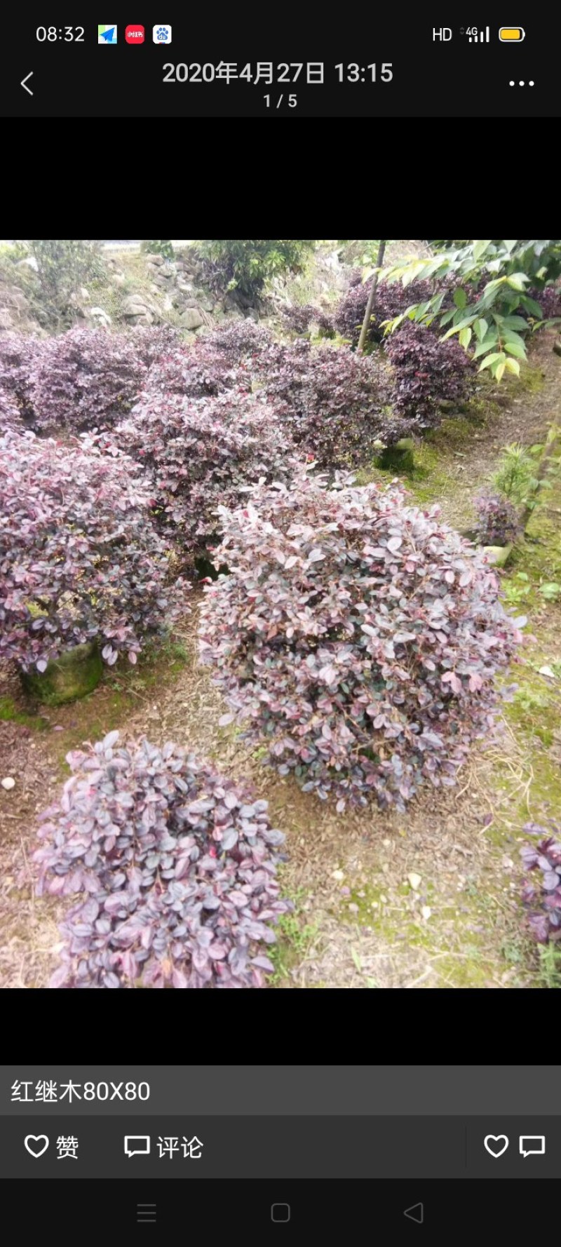福建毛娟，红花积木