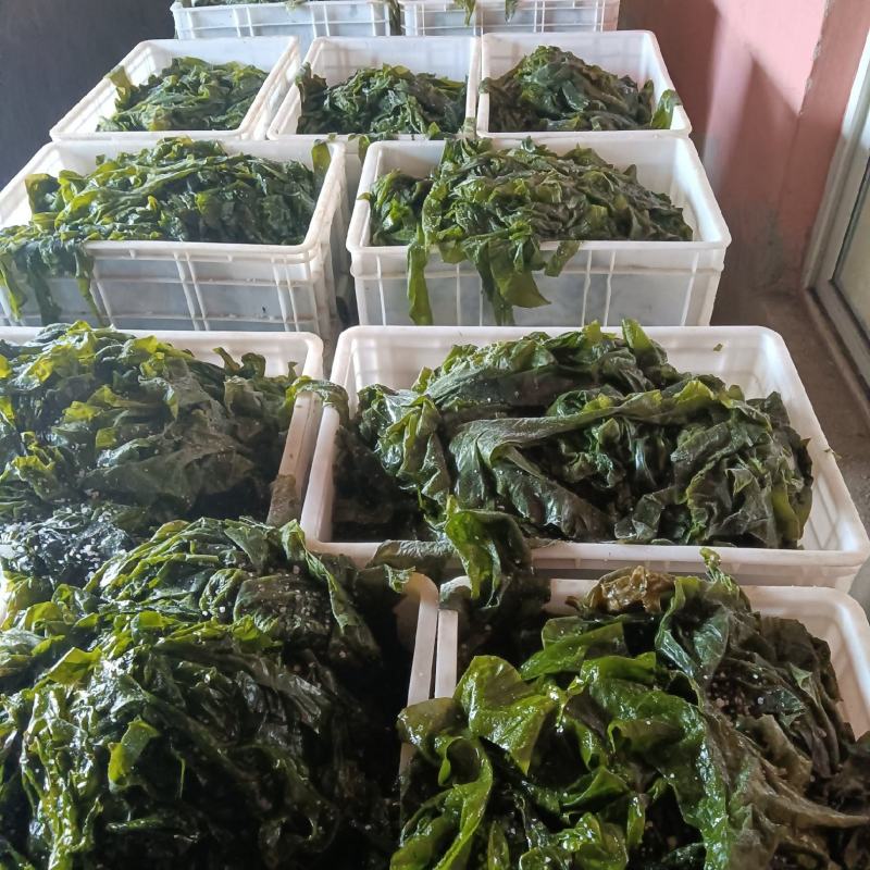 包饭海带，社区团购热品…裙带菜，鲜海带全系列