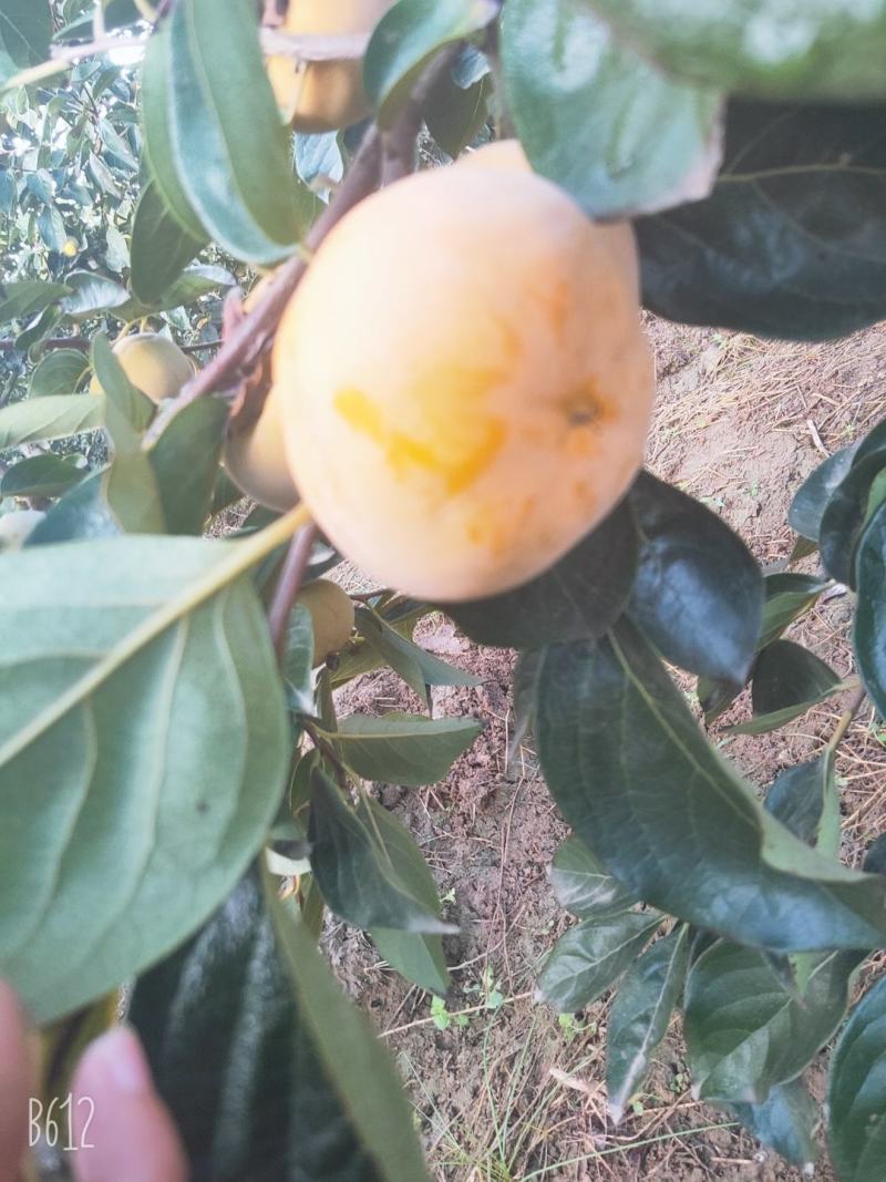洋丰脆柿子，今年柿子甜的巨高