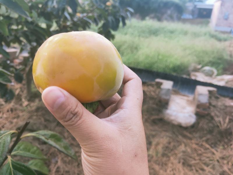 洋丰脆柿子，今年柿子甜的巨高