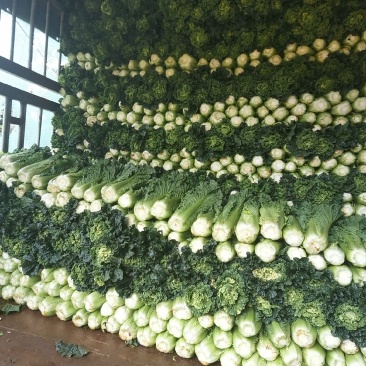 蔬菜