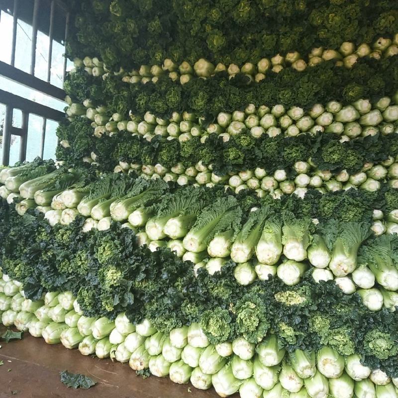 蔬菜