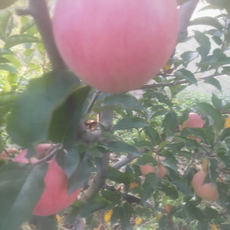丹霞苹果大量现货供应，现摘现发，对接全国客商