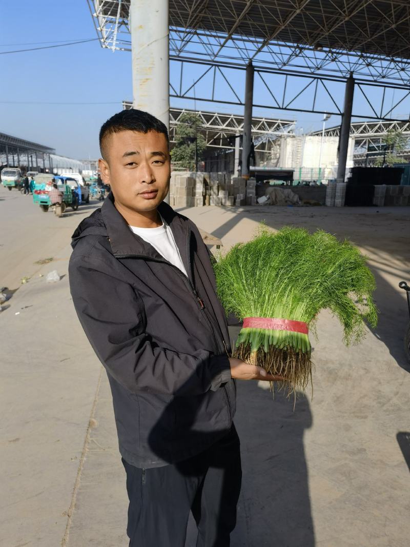 精品茴香苗现在是露天种植颜色绿根肥可提供各种包装