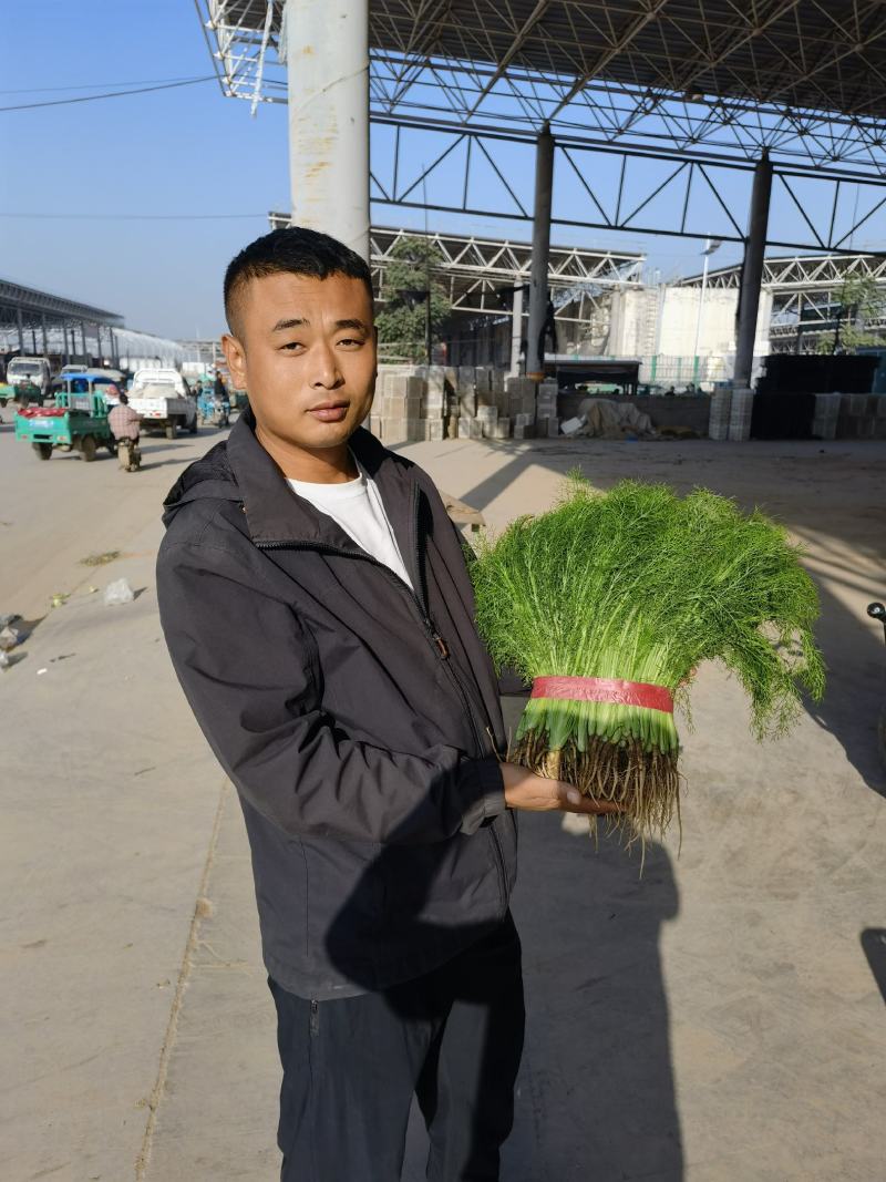 精品茴香苗现在是露天种植颜色绿根肥可提供各种包装