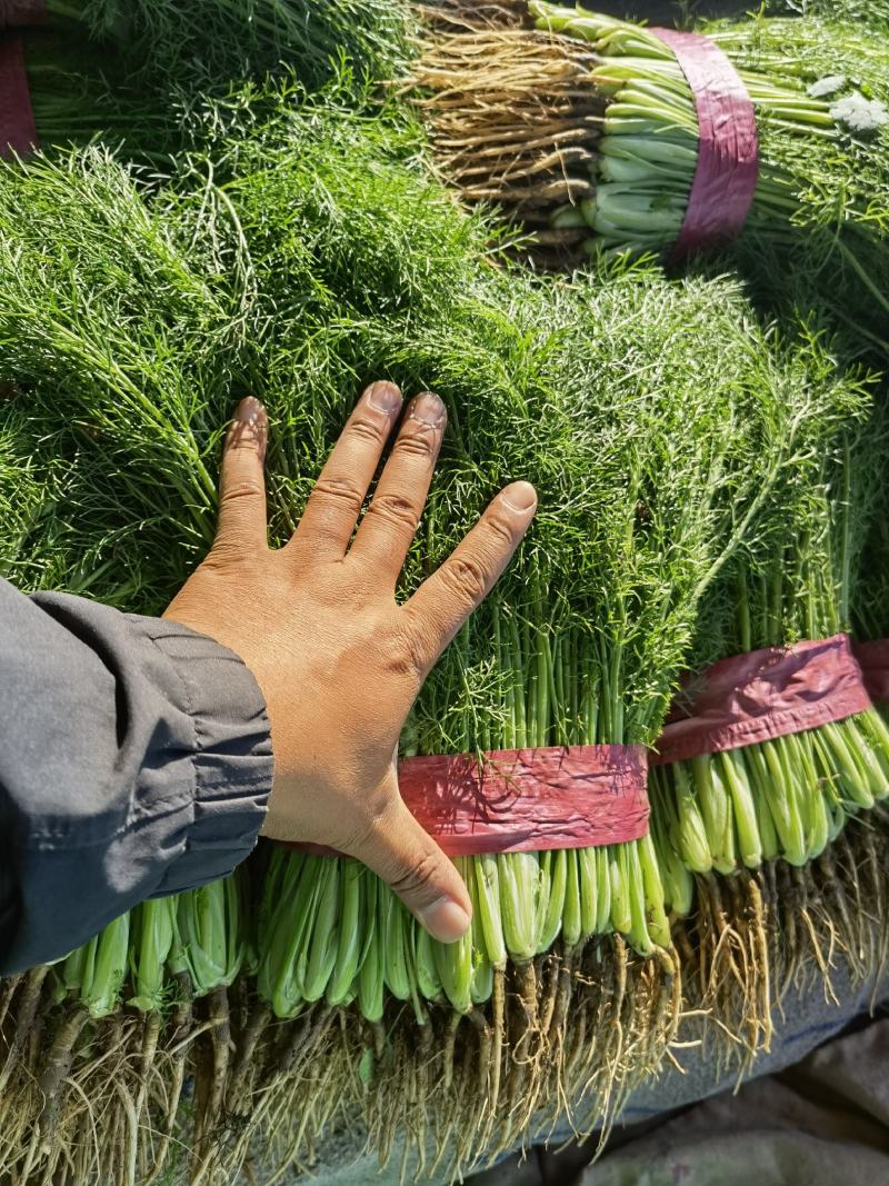 精品茴香苗现在是露天种植颜色绿根肥可提供各种包装