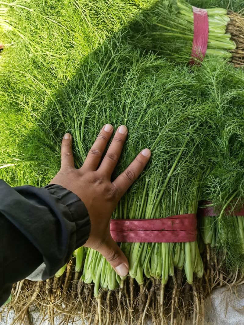 精品茴香苗现在是露天种植颜色绿根肥可提供各种包装
