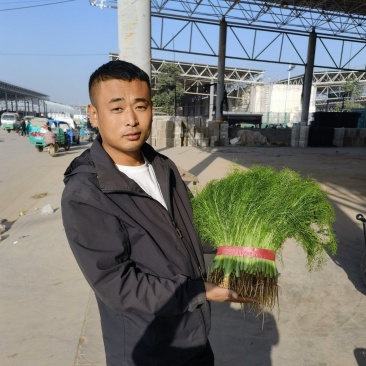 精品茴香苗现在是露天种植颜色绿根肥可提供各种包装
