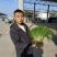 精品茴香苗现在是露天种植颜色绿根肥可提供各种包装
