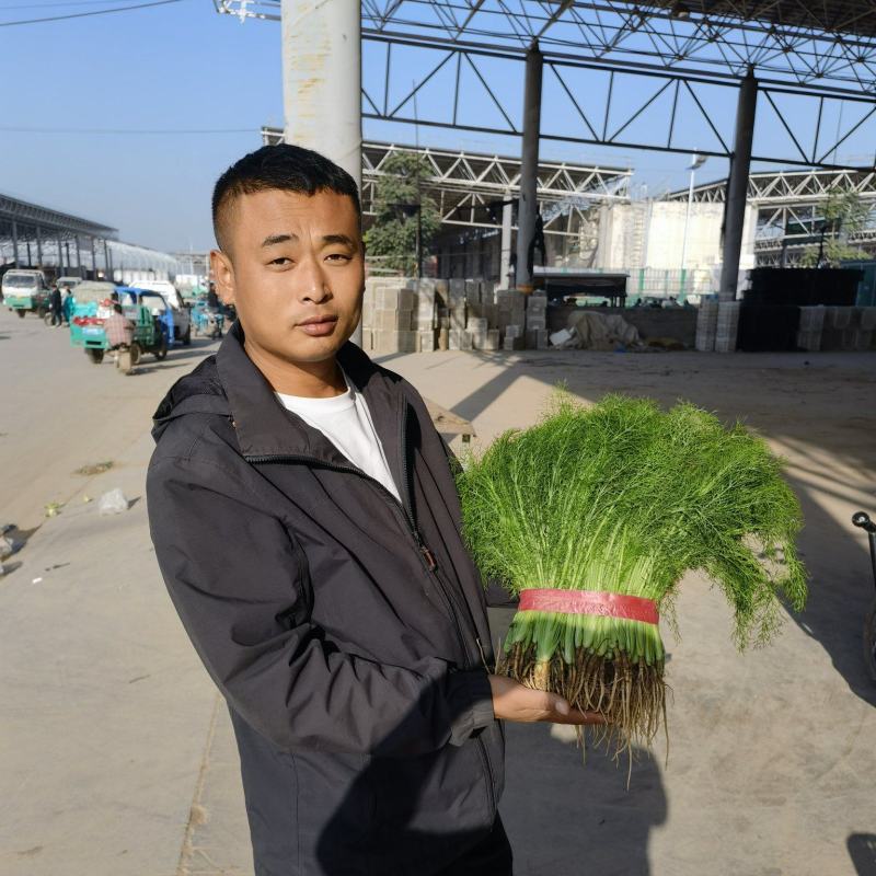 精品茴香苗现在是露天种植颜色绿根肥可提供各种包装