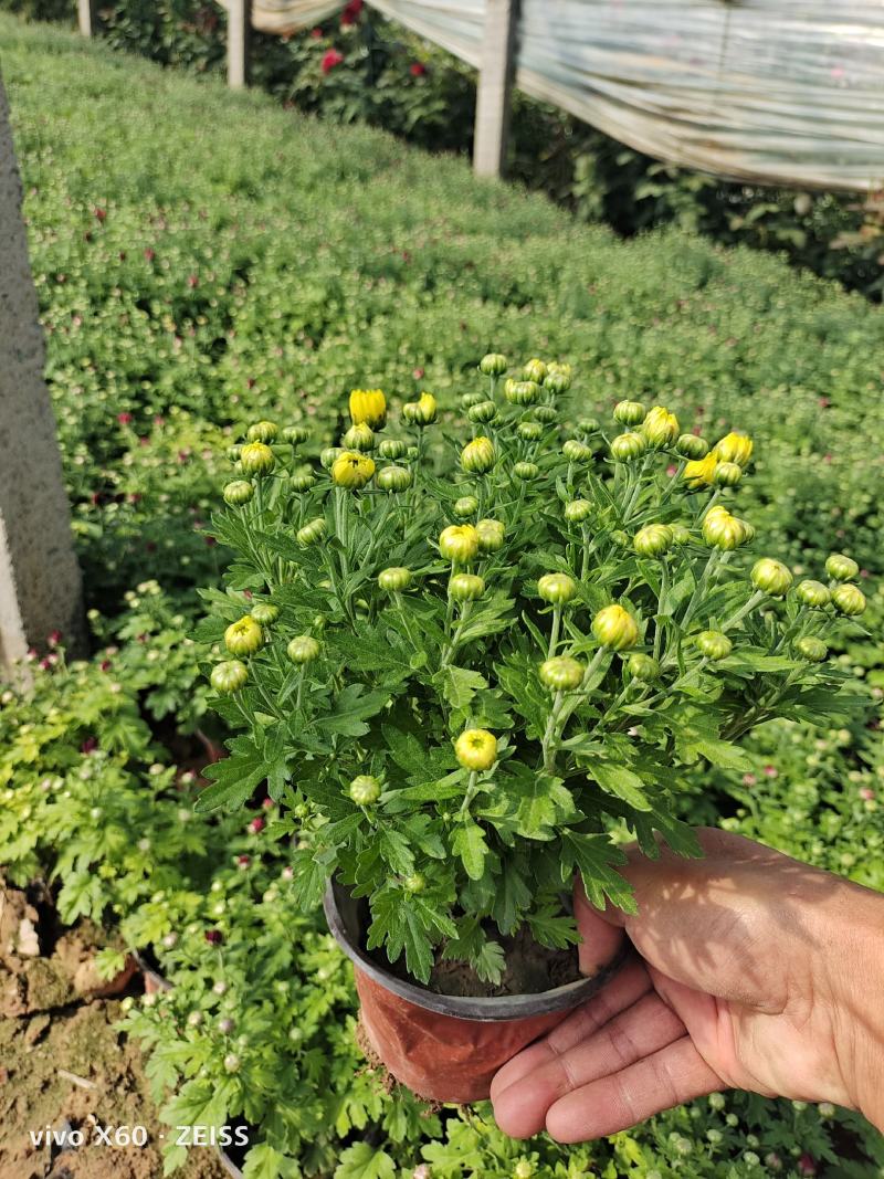 国庆菊，千头菊，有红色的，黄色的，玫红色，有大，中，小盆