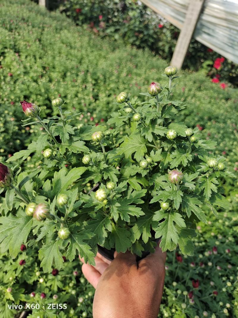 国庆菊，千头菊，有红色的，黄色的，玫红色，有大，中，小盆